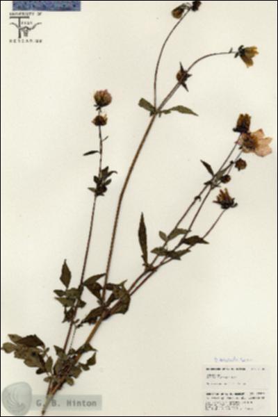 URN_catalog_HBHinton_herbarium_25566.jpg.jpg