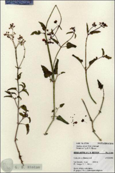 URN_catalog_HBHinton_herbarium_27246.jpg.jpg