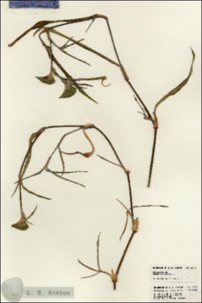 URN_catalog_HBHinton_herbarium_23172.jpg.jpg