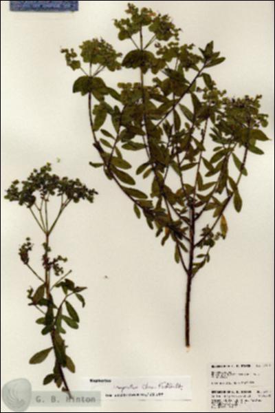 URN_catalog_HBHinton_herbarium_24311.jpg.jpg