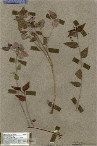 URN_catalog_HBHinton_herbarium_17510.jpg.jpg