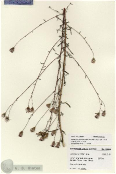 URN_catalog_HBHinton_herbarium_28003.jpg.jpg