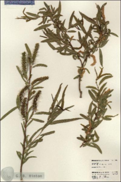URN_catalog_HBHinton_herbarium_24095.jpg.jpg