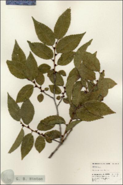 URN_catalog_HBHinton_herbarium_24720.jpg.jpg