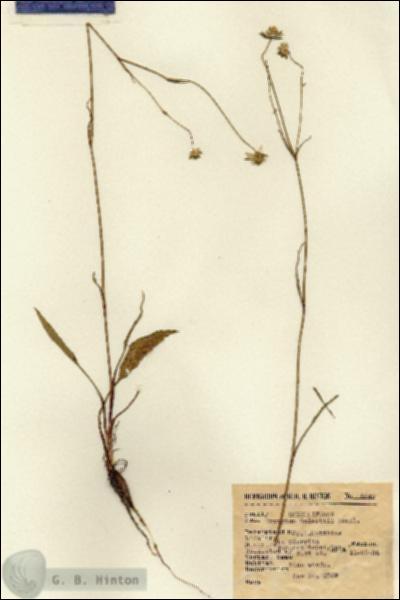 URN_catalog_HBHinton_herbarium_6842.jpg.jpg