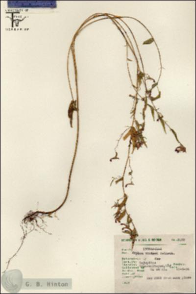 URN_catalog_HBHinton_herbarium_7079.jpg.jpg