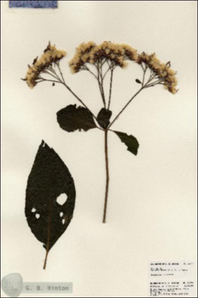 URN_catalog_HBHinton_herbarium_24791.jpg.jpg