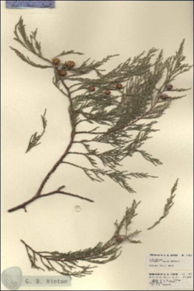 URN_catalog_HBHinton_herbarium_21547.jpg.jpg