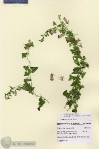 URN_catalog_HBHinton_herbarium_28738.jpg.jpg