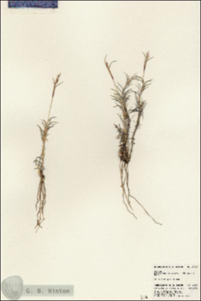 URN_catalog_HBHinton_herbarium_23003.jpg.jpg