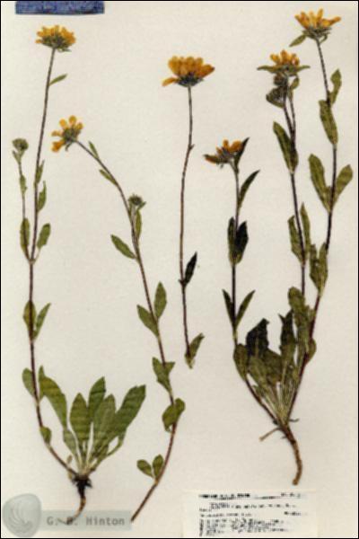 URN_catalog_HBHinton_herbarium_20513.jpg.jpg