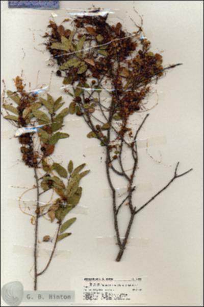 URN_catalog_HBHinton_herbarium_19896.jpg.jpg