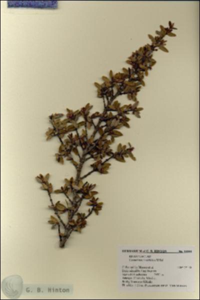 URN_catalog_HBHinton_herbarium_18844.jpg.jpg
