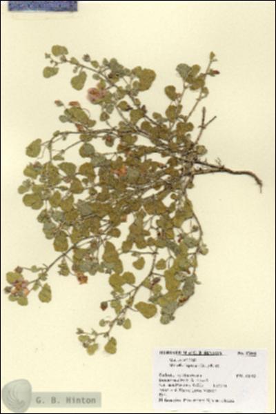 URN_catalog_HBHinton_herbarium_17896.jpg.jpg