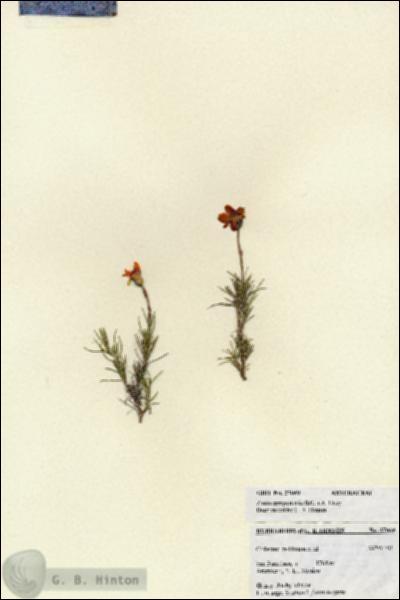URN_catalog_HBHinton_herbarium_27069.jpg.jpg