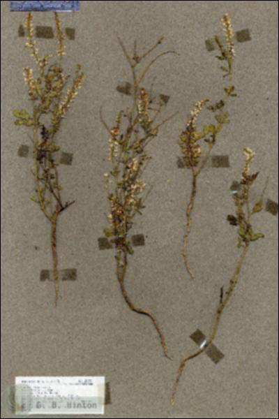 URN_catalog_HBHinton_herbarium_18073.jpg.jpg