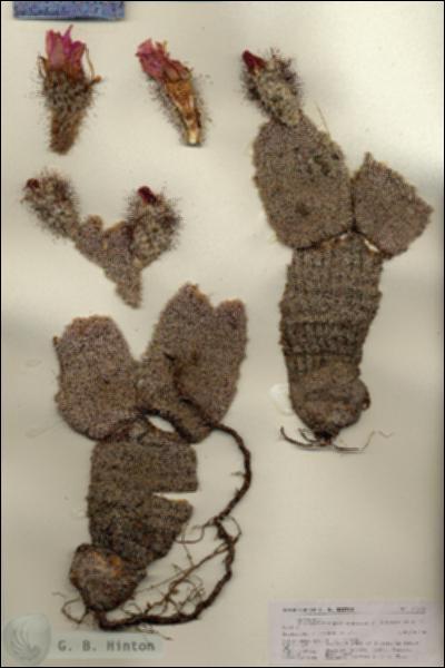 URN_catalog_HBHinton_herbarium_27131-1.jpg.jpg