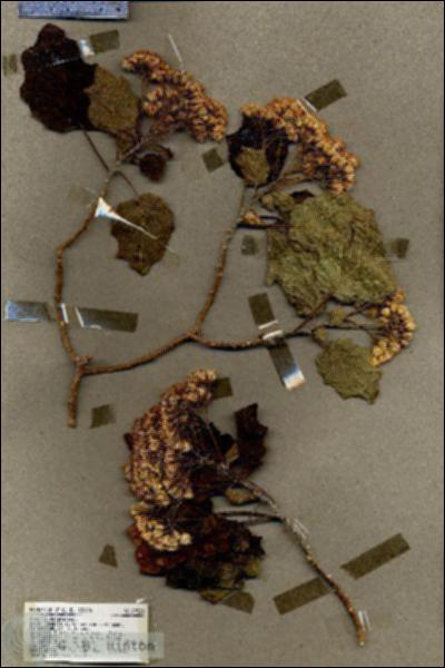 URN_catalog_HBHinton_herbarium_19320.jpg.jpg