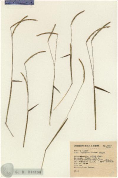 URN_catalog_HBHinton_herbarium_1807.jpg.jpg