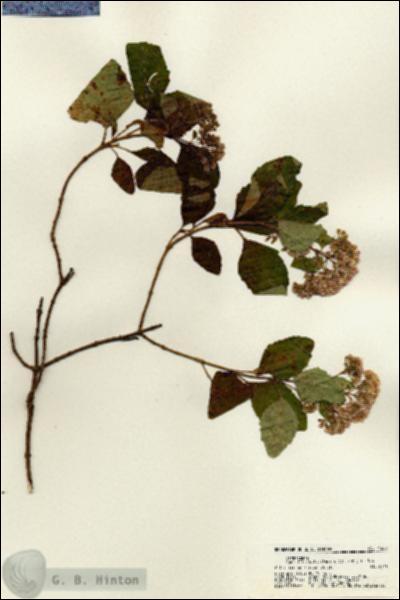 URN_catalog_HBHinton_herbarium_21652.jpg.jpg