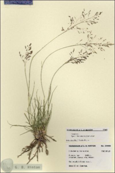 URN_catalog_HBHinton_herbarium_27880.jpg.jpg