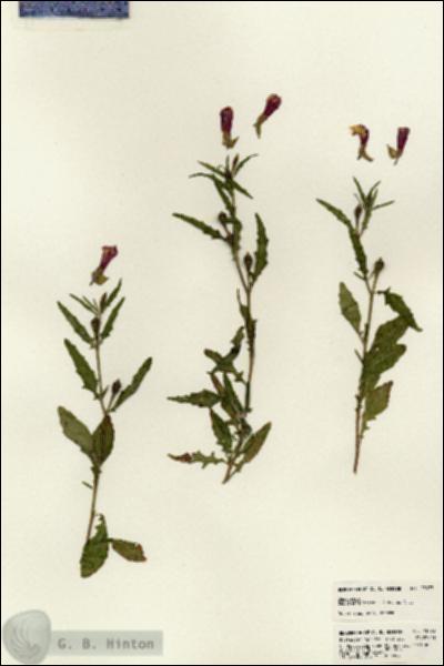URN_catalog_HBHinton_herbarium_23073.jpg.jpg