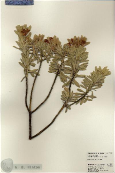 URN_catalog_HBHinton_herbarium_23024.jpg.jpg