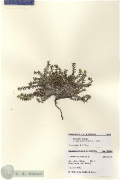 URN_catalog_HBHinton_herbarium_28616.jpg.jpg