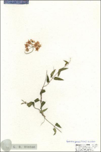 URN_catalog_HBHinton_herbarium_21088.jpg.jpg