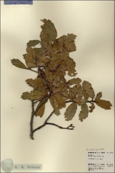 URN_catalog_HBHinton_herbarium_22838.jpg.jpg