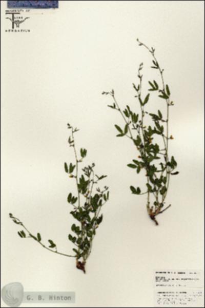 URN_catalog_HBHinton_herbarium_25454.jpg.jpg