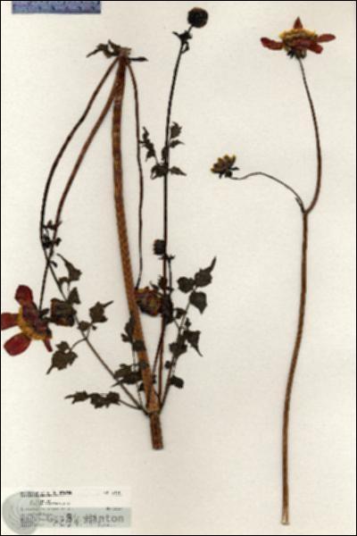 URN_catalog_HBHinton_herbarium_20415.jpg.jpg