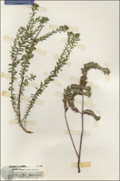 URN_catalog_HBHinton_herbarium_20189.jpg.jpg