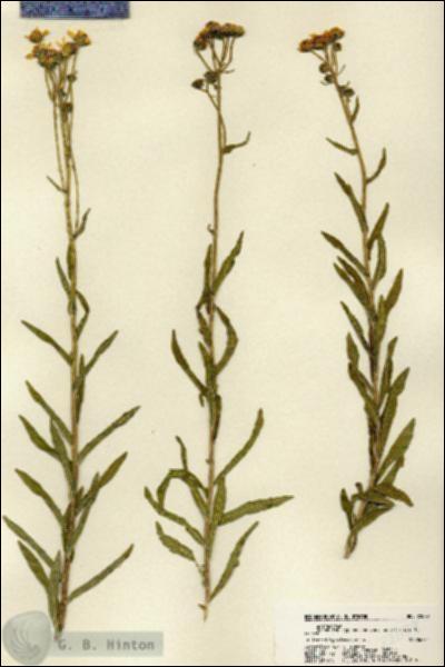 URN_catalog_HBHinton_herbarium_22079.jpg.jpg