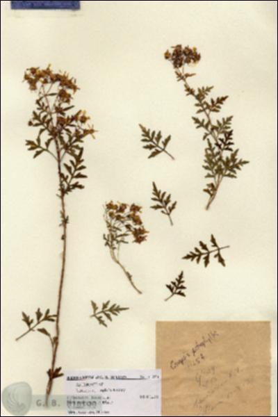URN_catalog_HBHinton_herbarium_11254.jpg.jpg