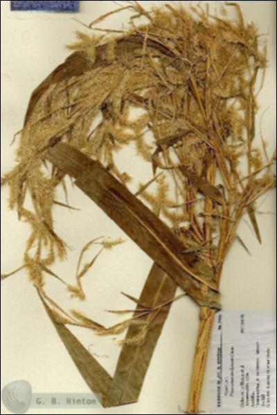 URN_catalog_HBHinton_herbarium_3166.jpg.jpg