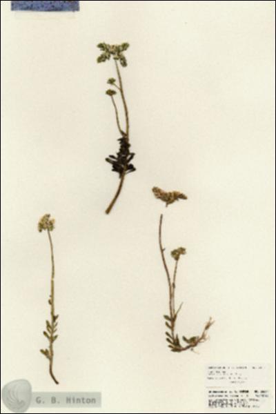 URN_catalog_HBHinton_herbarium_23691.jpg.jpg