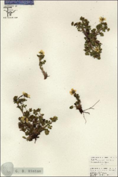 URN_catalog_HBHinton_herbarium_26579.jpg.jpg