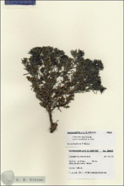 URN_catalog_HBHinton_herbarium_28613.jpg.jpg