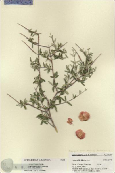 URN_catalog_HBHinton_herbarium_27439.jpg.jpg