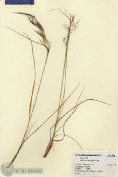 URN_catalog_HBHinton_herbarium_1681.jpg.jpg