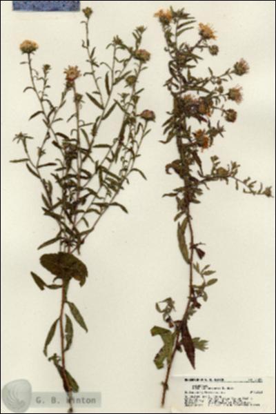 URN_catalog_HBHinton_herbarium_21250.jpg.jpg