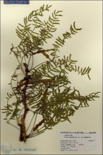 URN_catalog_HBHinton_herbarium_27560.jpg.jpg