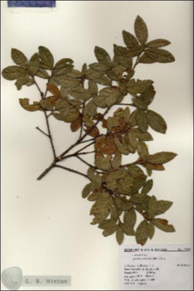 URN_catalog_HBHinton_herbarium_17453.jpg.jpg