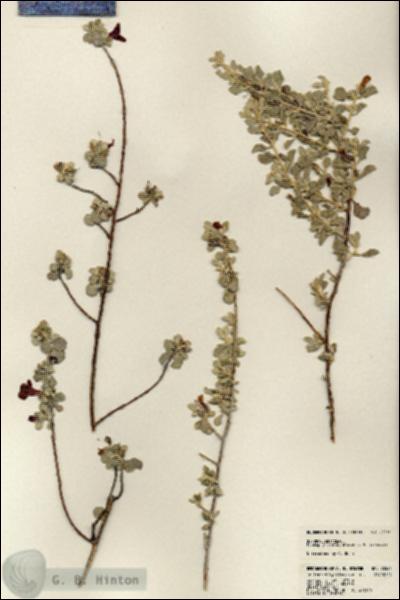URN_catalog_HBHinton_herbarium_23566.jpg.jpg