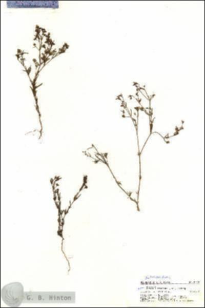 URN_catalog_HBHinton_herbarium_20378.jpg.jpg