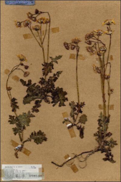 URN_catalog_HBHinton_herbarium_17411.jpg.jpg