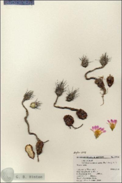 URN_catalog_HBHinton_herbarium_27210.jpg.jpg