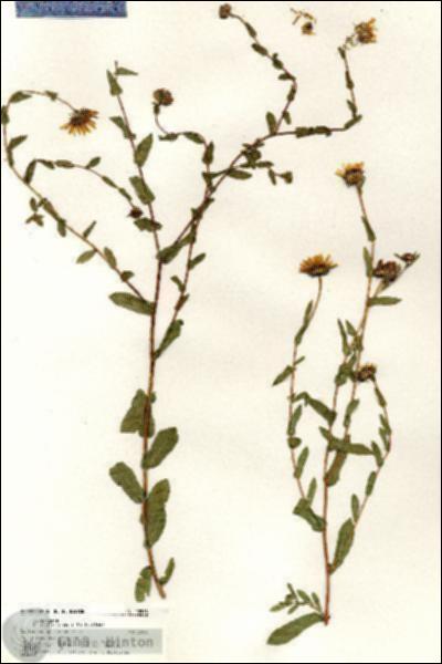 URN_catalog_HBHinton_herbarium_20518.jpg.jpg