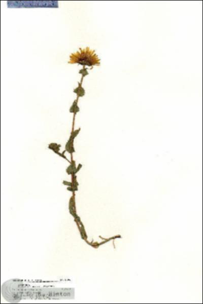 URN_catalog_HBHinton_herbarium_20996.jpg.jpg